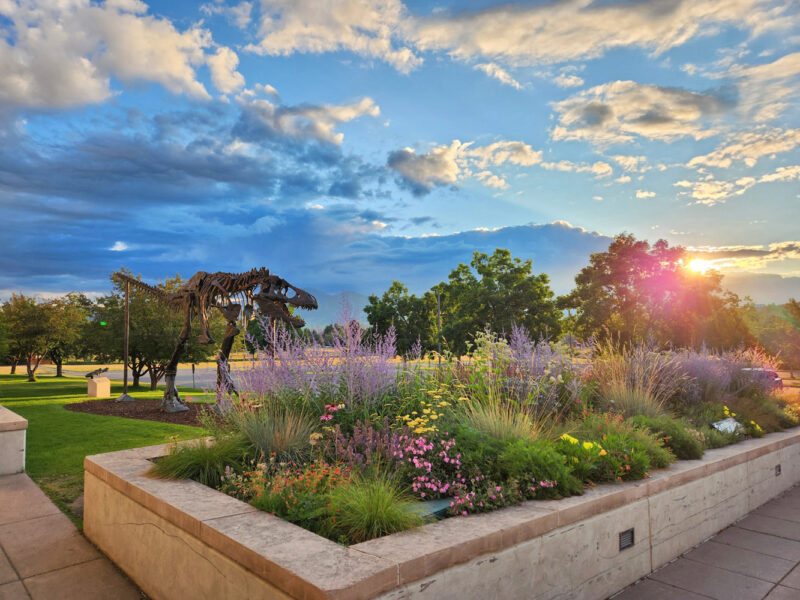 The museum's beautifully landscaped outdoor garden entrance, bathed in the light of a colorful sunrise. The bronze T. rex statue of "Big Mike" is in the picture.