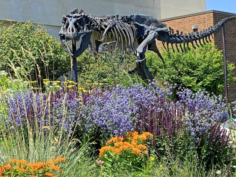A large dinosaur skeleton named Big Mike standing outdoors, surrounded by a colorful garden of purple and orange flowers.