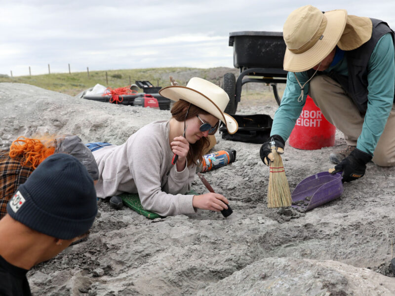 Montana State University students wearing sun hats and field gear as they work together on a paleontology excavation at a dig site.