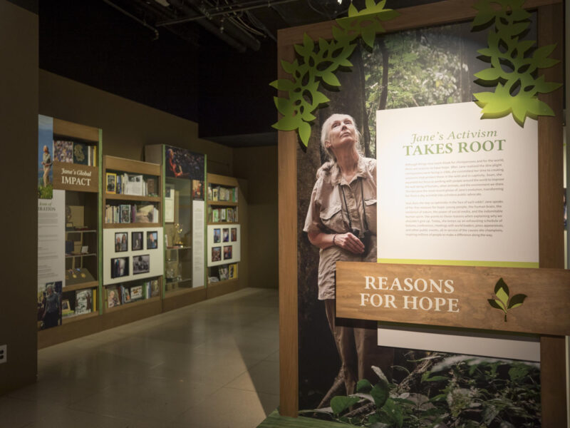 An interior view of the "Becoming Jane" exhibition at Museum of the Rockies, featuring a large informative display titled "Reasons for Hope" next to a life-sized cut-out of Jane Goodall in a forest setting.