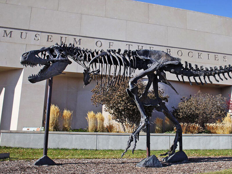 A side profile of the "Big Mike" bronze Tyrannosaurus rex skeleton sculpture, standing in front of the Museum of the Rockies building under a clear blue sky.