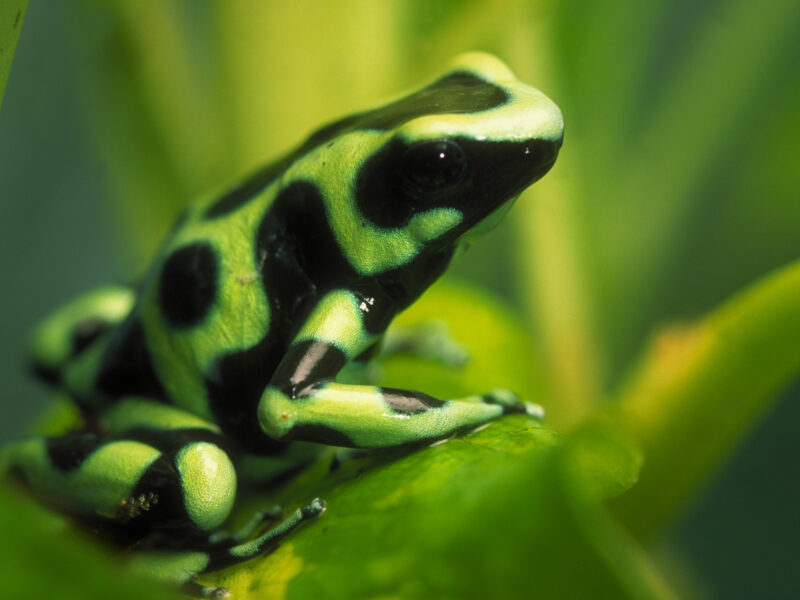 A close-up of a green and black poison dart frog perched on a green leaf, showcasing its vibrant patterns and smooth texture.