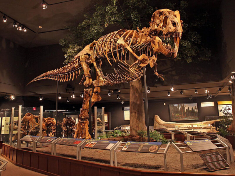A grand, wide-angle view of the "Big Mike" Tyrannosaurus rex skeleton mounted in a dynamic walking pose within the Hall of Horns and Teeth, surrounded by educational displays on an elevated wooden platform.